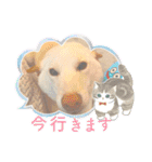 白柴犬諭吉2022（個別スタンプ：36）
