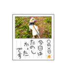 白柴犬諭吉2022（個別スタンプ：37）