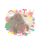 白柴犬諭吉2022（個別スタンプ：39）
