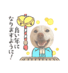 白柴犬諭吉2022（個別スタンプ：40）