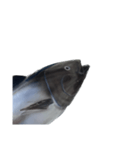 マグロで会話（個別スタンプ：1）