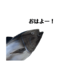マグロで会話（個別スタンプ：2）