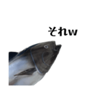 マグロで会話（個別スタンプ：3）