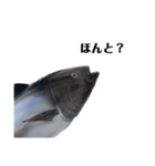 マグロで会話（個別スタンプ：4）