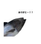 マグロで会話（個別スタンプ：5）