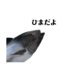 マグロで会話（個別スタンプ：7）