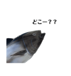 マグロで会話（個別スタンプ：8）