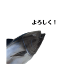 マグロで会話（個別スタンプ：9）