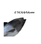 マグロで会話（個別スタンプ：11）