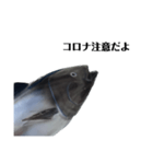 マグロで会話（個別スタンプ：13）