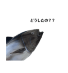 マグロで会話（個別スタンプ：15）