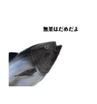 マグロで会話（個別スタンプ：16）