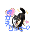 表情豊かな黒柴リキたん.3（個別スタンプ：1）