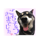 表情豊かな黒柴リキたん.3（個別スタンプ：3）