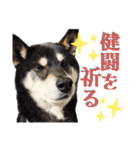 表情豊かな黒柴リキたん.3（個別スタンプ：4）