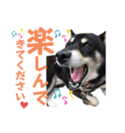 表情豊かな黒柴リキたん.3（個別スタンプ：10）