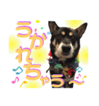 表情豊かな黒柴リキたん.3（個別スタンプ：12）