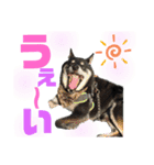 表情豊かな黒柴リキたん.3（個別スタンプ：13）