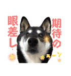 表情豊かな黒柴リキたん.3（個別スタンプ：14）