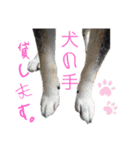 表情豊かな黒柴リキたん.3（個別スタンプ：15）