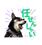 表情豊かな黒柴リキたん.3（個別スタンプ：16）