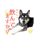 表情豊かな黒柴リキたん.3（個別スタンプ：19）