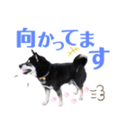 表情豊かな黒柴リキたん.3（個別スタンプ：20）
