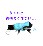 表情豊かな黒柴リキたん.3（個別スタンプ：21）