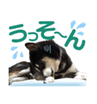 表情豊かな黒柴リキたん.3（個別スタンプ：23）