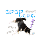 表情豊かな黒柴リキたん.3（個別スタンプ：25）