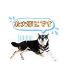 表情豊かな黒柴リキたん.3（個別スタンプ：26）
