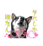 表情豊かな黒柴リキたん.3（個別スタンプ：27）