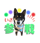表情豊かな黒柴リキたん.3（個別スタンプ：29）