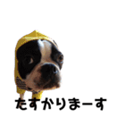ぺちゃ犬日和（個別スタンプ：10）