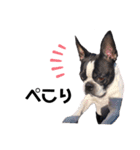 ぺちゃ犬日和（個別スタンプ：11）