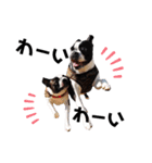 ぺちゃ犬日和（個別スタンプ：12）