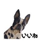 ぺちゃ犬日和（個別スタンプ：13）