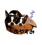 ぺちゃ犬日和（個別スタンプ：15）