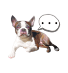 ぺちゃ犬日和（個別スタンプ：21）