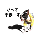 ぺちゃ犬日和（個別スタンプ：24）