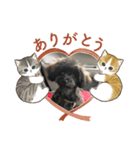 モフココア（個別スタンプ：5）