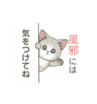 【体調不良の時に使える】仔猫のぽんにゃん（個別スタンプ：6）