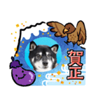 黒柴こてつスタンプ（個別スタンプ：16）
