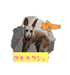 気持ちを伝えてるワンコ。（個別スタンプ：4）