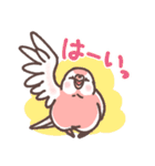 アキクサインコLINEスタンプ2（個別スタンプ：6）