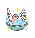 アキクサインコLINEスタンプ2（個別スタンプ：36）