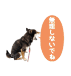 GO！GO！柴犬ズ【5】（個別スタンプ：29）