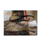 カブトクワガタスタンプ（個別スタンプ：6）