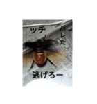 カブトクワガタスタンプ（個別スタンプ：10）