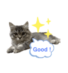 わが家の猫さまスタンプ（個別スタンプ：1）
